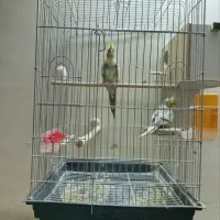 عروس هلندی|پرنده|بروجرد, |دیوار