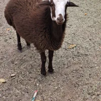 بره نر  نژاد شال