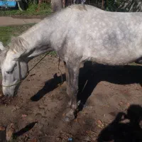 اسب ۴ سال همچی عالی هم سواری هم باری|اسب و تجهیزات اسبسواری|گوراب زرمیخ, |دیوار