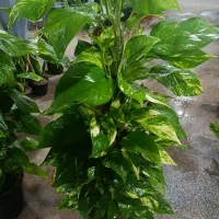 هدیه روز زن و مادر تحویل درب منزل|گل و گیاه طبیعی|بندرعباس, |دیوار