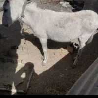 خرجوان