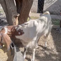 بزو تروشت|حیوانات مزرعه|خاش, |دیوار