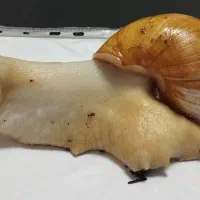 حلزون بالغ و تخم گذار