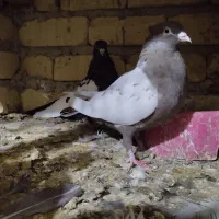 کبوتر|پرنده|شیراز, بید زرد|دیوار