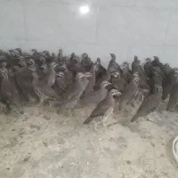 بلدرچین محلی