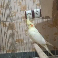 عروس هلندی نر و ماده با سه عدد جوجه|پرنده|قرچک, مهدیه|دیوار