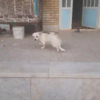 سگ خانگی بسیار آروم و گوش حرف کن مخصوص آپارتمان