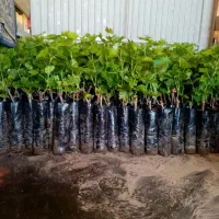 فروش نهال گردو با ضمانت اصالت