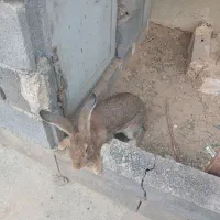 خرگوش جاینت
