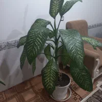 گل   طبیعی زیبا