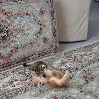 واگذاری بچه گربه|گربه|تهران, نظام‌آباد|دیوار
