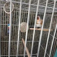 سلام یک جفت سهره رام به شرط|پرنده|قدس, شهرقدس|دیوار