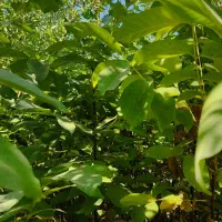 نهال گردو|خدمات باغبانی و درختکاری|خوانسار, |دیوار