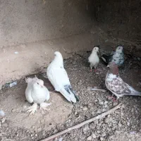 کبوتر معاوضه باپرنده