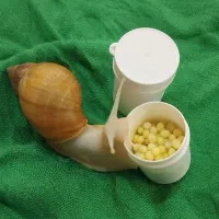 خاویار تازه حلزون