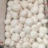 قارچ دکمه ایی