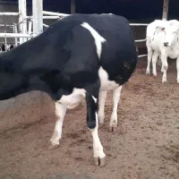 گاو هلشتاین اصیل|حیوانات مزرعه|چگنی, |دیوار