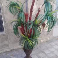 گل نخل