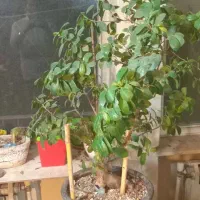 درختچه های آپارتمانی بونسای