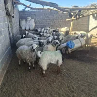 بره سفید شاخی صادراتی|حیوانات مزرعه|حنا, |دیوار