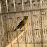 قناری ماده سبز و زیتونی اماده|پرنده|شیراز, شریف‌آباد|دیوار