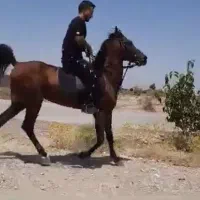 اسب نریون شجره دار