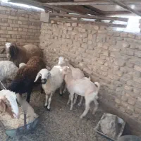 ۱عددکره نرو۱عددکره ماده
