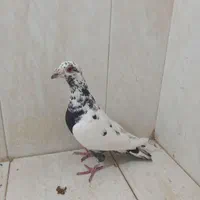 کفتر گرفتنی هوایی نر|پرنده|شیراز, لب آب|دیوار