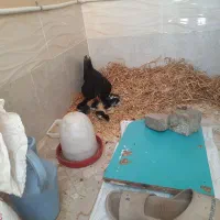 تخم مرغ نطف دار