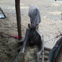 الاغ نر|حیوانات مزرعه|علیآباد کتول, |دیوار