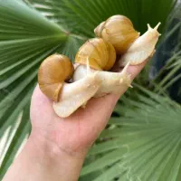 حیوان خانگی برای پوست