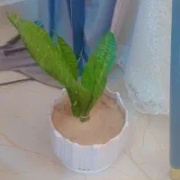 گل اپارتمانی