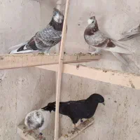 جوجه کفتر پرشی|پرنده|قم, شهر قائم|دیوار
