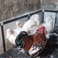 مرغ اورپینگتون-خروس کوشین|حیوانات مزرعه|تاکستان, |دیوار