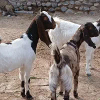 بزغاله ماده پاکستانی|حیوانات مزرعه|کاشمر, |دیوار