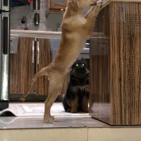 گلدن رتریور دارچینی|سگ|اردبیل, |دیوار