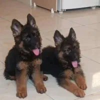 توله سگ ژرمن اصیل