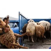 تنظیم بازار*گوسفند+زنده)بره نر ماده باقصاب رایگان