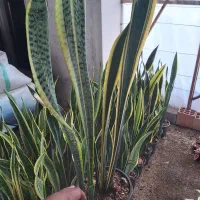 حراج سانسوریا ابلق|گل و گیاه طبیعی|محمودآباد, |دیوار