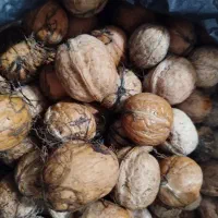 گردو