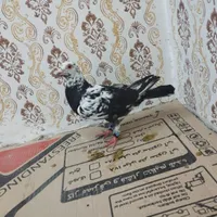 چند جفت رنگی و سار|پرنده|مشهد, رباط طرق|دیوار