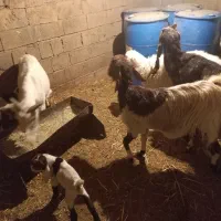 چند تا گوسفند