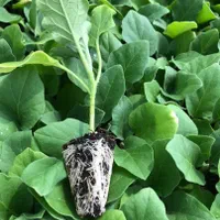 نشا بادمجان فلفل گوجه و...