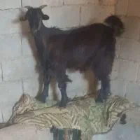 بز و بزغاله