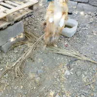 سلام فروش سگ باهوش|سگ|جیرفت, |دیوار