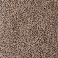 گندم بذر درجه ۱ سالم پاک و سم شده|عمدهفروشی|هرسین, |دیوار