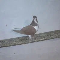 کبوتر رنگی|پرنده|آبگرم, |دیوار