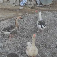 غازمحلی|حیوانات مزرعه|انبارآلوم, |دیوار