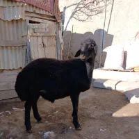 قوچ|حیوانات مزرعه|قره پشتلو, |دیوار