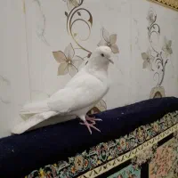 نر شونی بی کاکول ماده شونی کاکولی و نر جوزی|پرنده|بروجرد, |دیوار